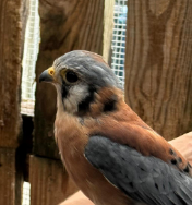 A male American Kestrel.